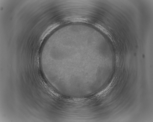 X0000066930782200604211723