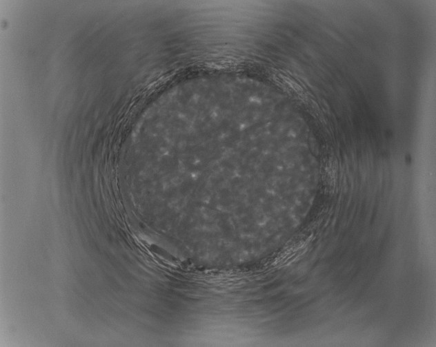 X0000066930817200604211722