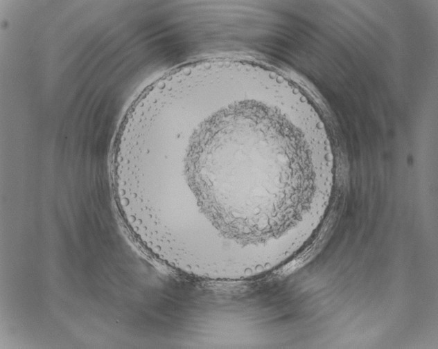 X0000066930856200604211722