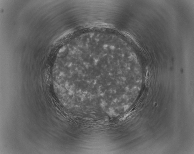 X0000066931063200604211718