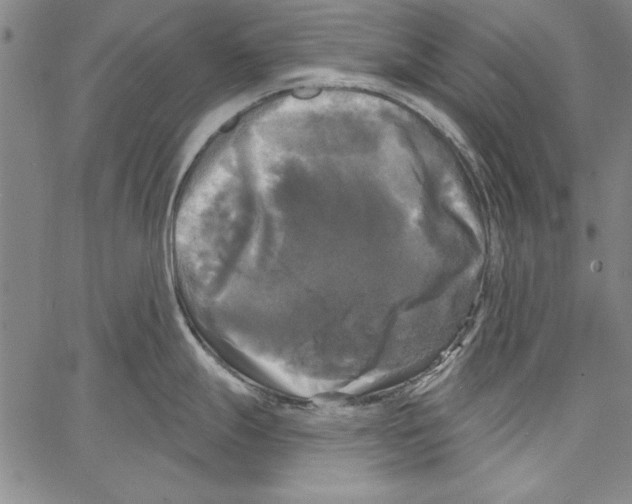 X0000066931247200604211716
