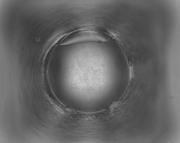 X0000066940243200603241149