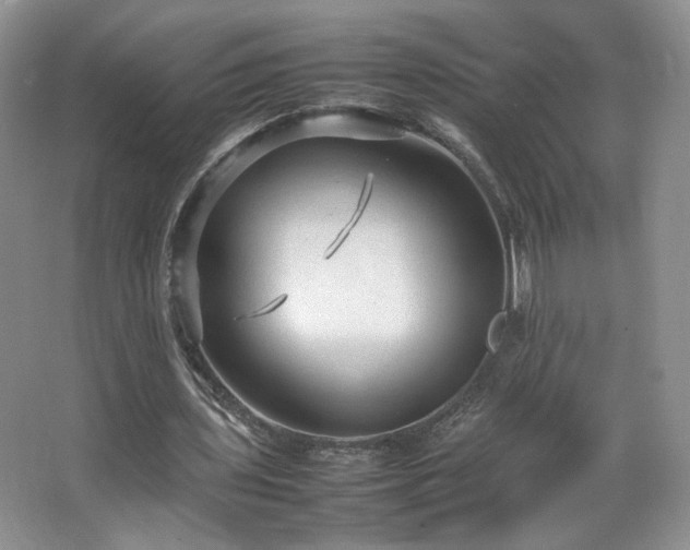 X0000066940435200603241146