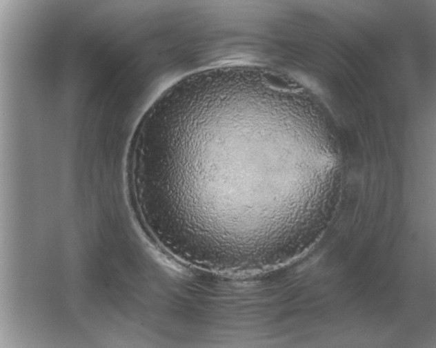 X0000066941423200603241130