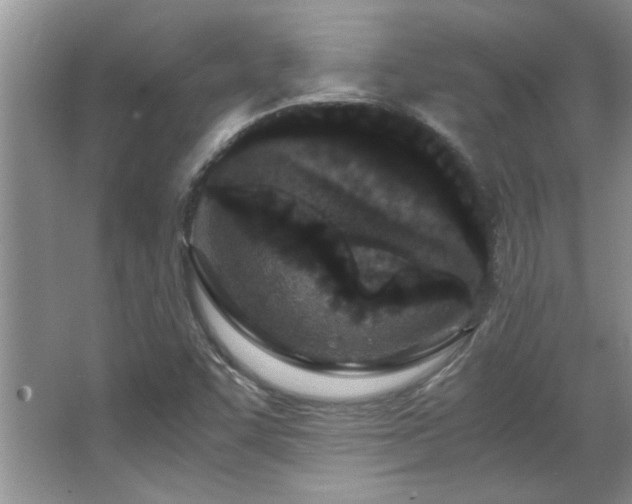 X0000066941455200603241129