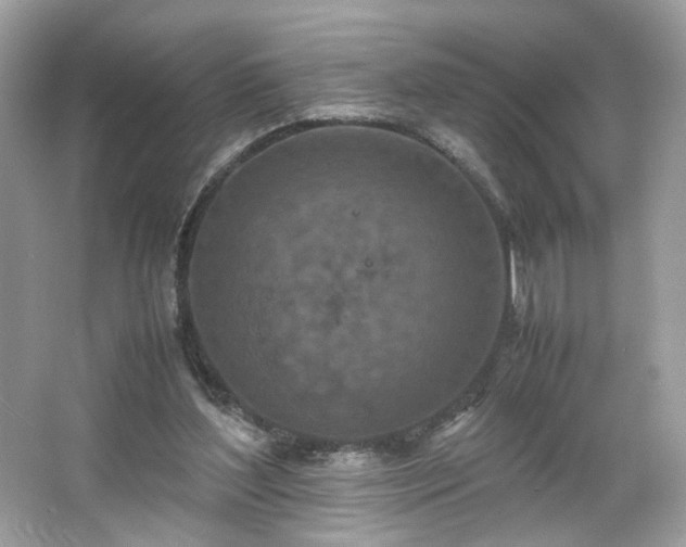 X0000066940204200603271145