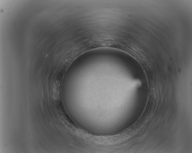 X0000066940030200603311428