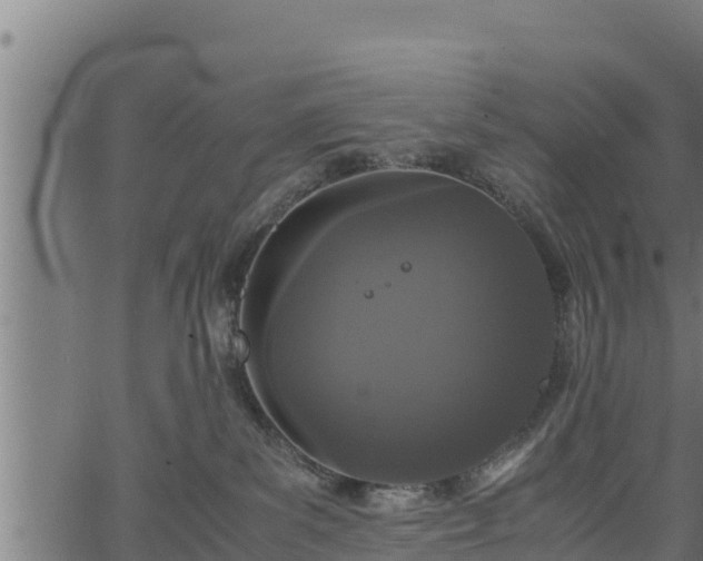 X0000066940139200603311426