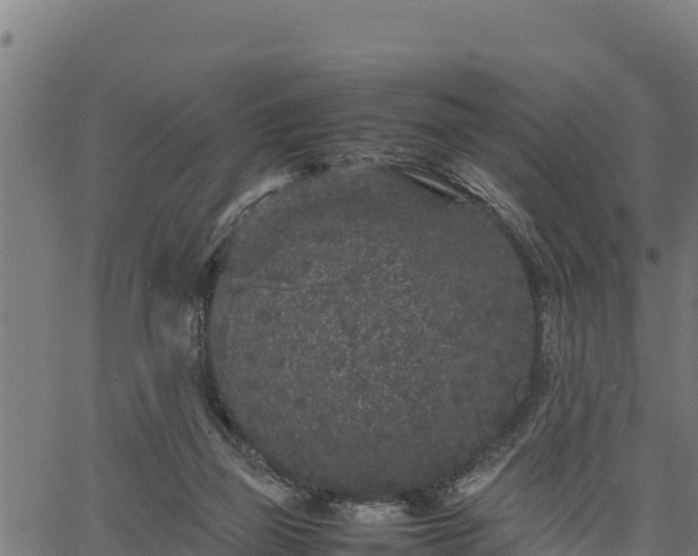 X0000066940165200603311426