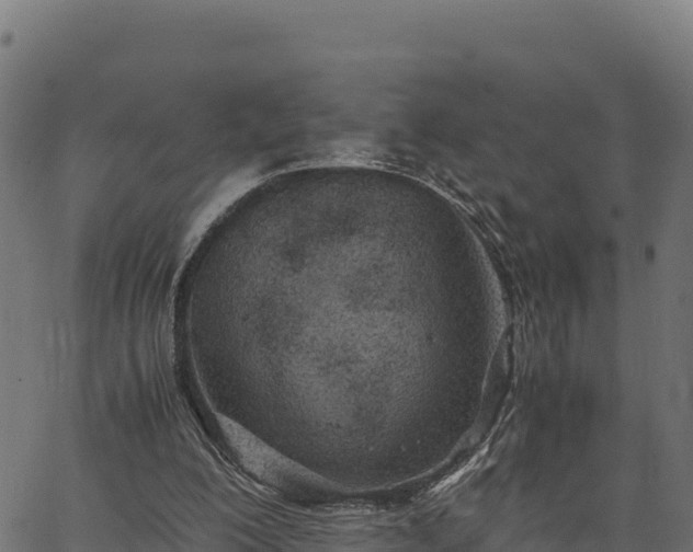 X0000066940200200603311425