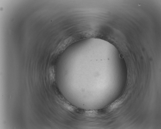 X0000066940240200603311425