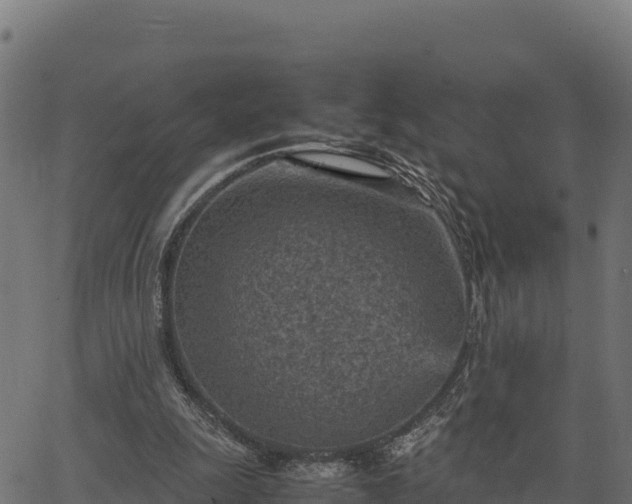 X0000066940247200603311424