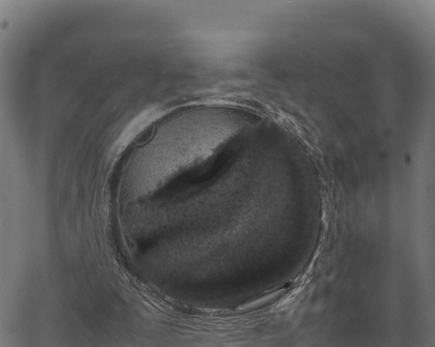 X0000066940295200603311424