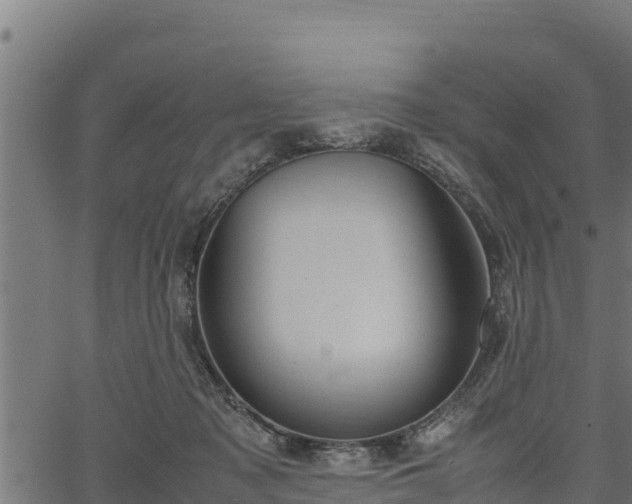 X0000066940317200603311424