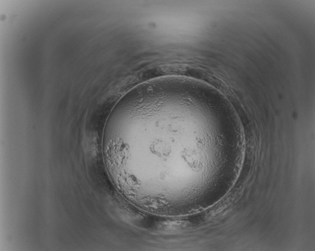 X0000066940323200603311423