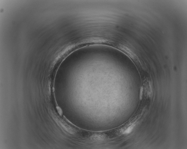 X0000066940350200603311423