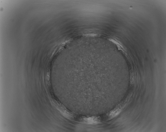 X0000066940365200603311423