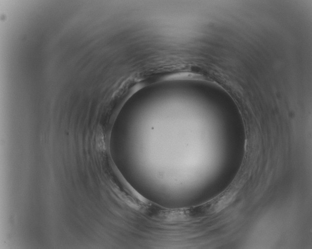 X0000066940384200603311423