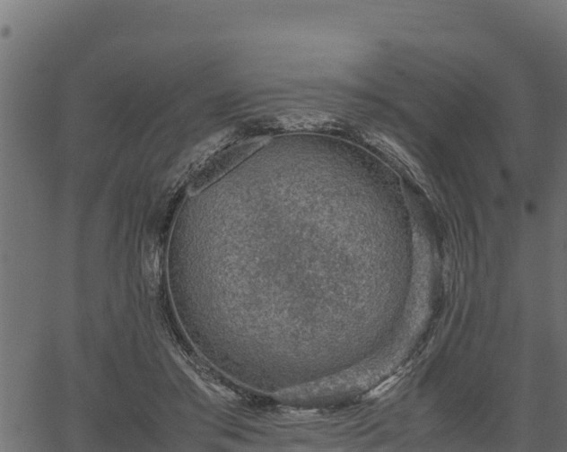 X0000066940405200603311422