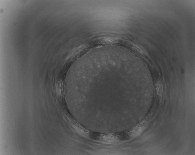 X0000066940423200603311422