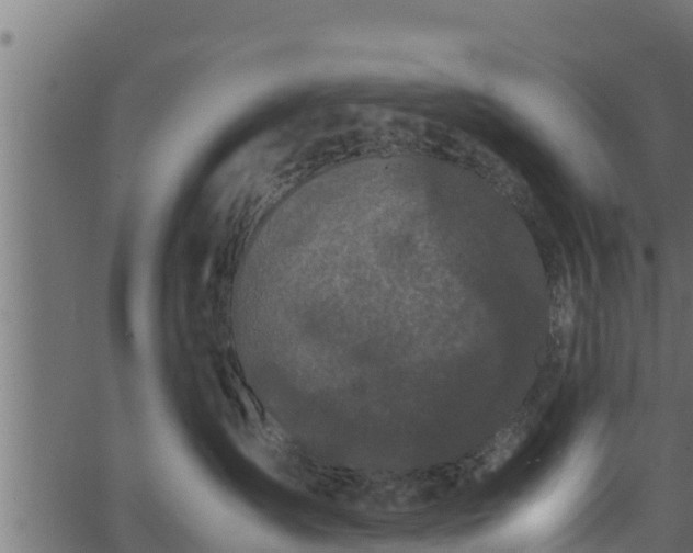 X0000066940431200603311422