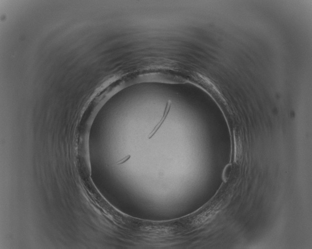 X0000066940435200603311421