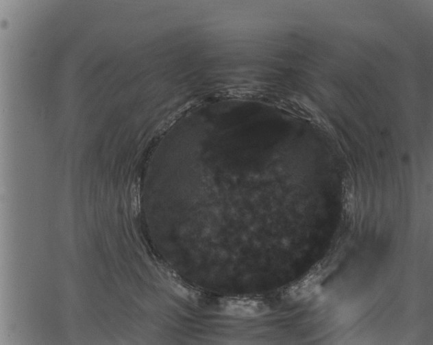 X0000066940471200603311421