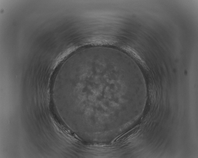 X0000066940488200603311421