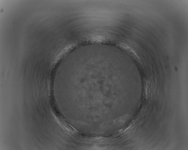 X0000066940496200603311421