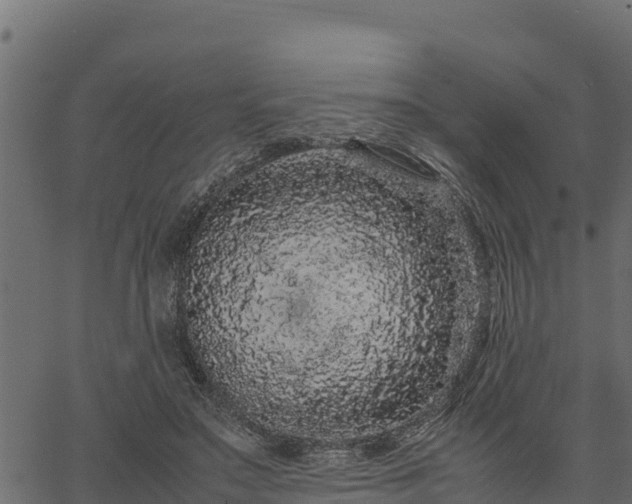 X0000066940499200603311421