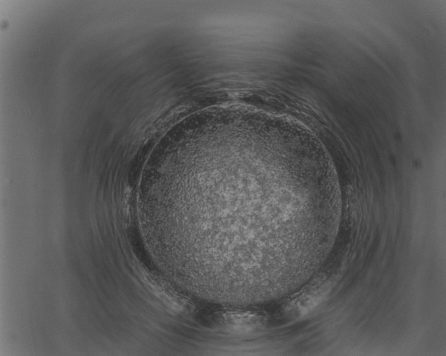 X0000066940650200603311418