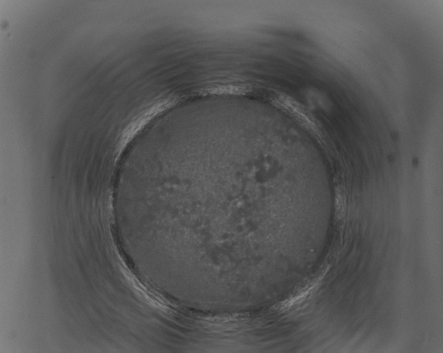 X0000066940725200603311416