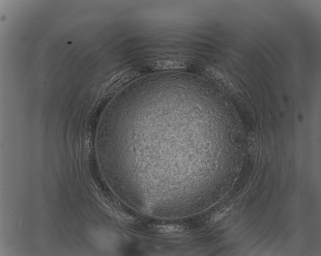 X0000066940741200603311416