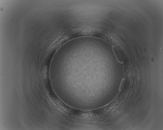 X0000066940744200603311416