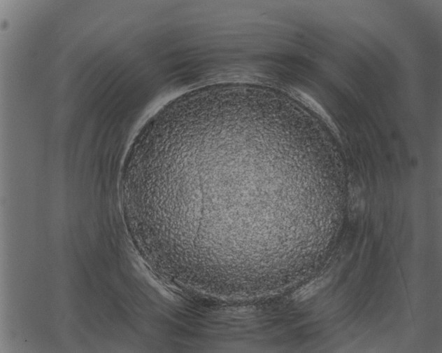 X0000066941035200603311412