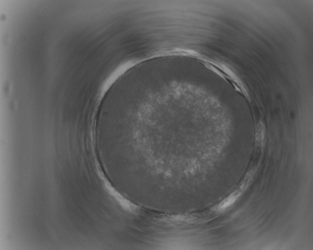 X0000066941054200603311412