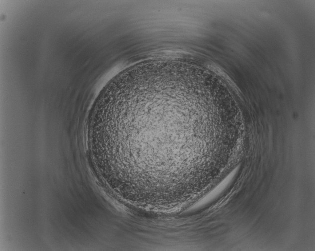 X0000066941083200603311411