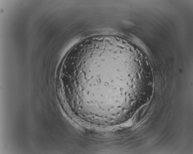 X0000066941095200603311411