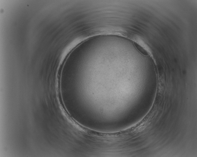 X0000066941096200603311411