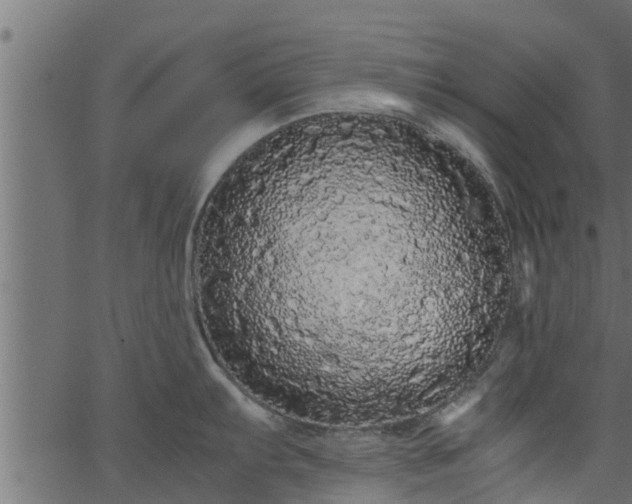 X0000066941103200603311411