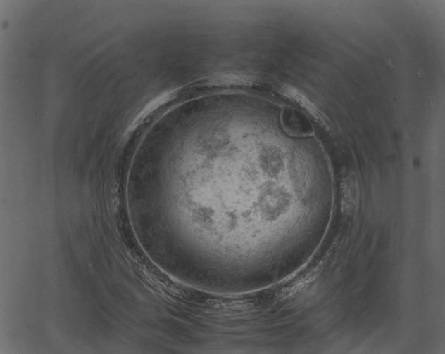 X0000066941213200603311408