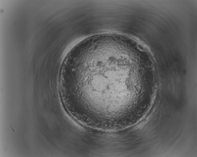 X0000066941239200603311409