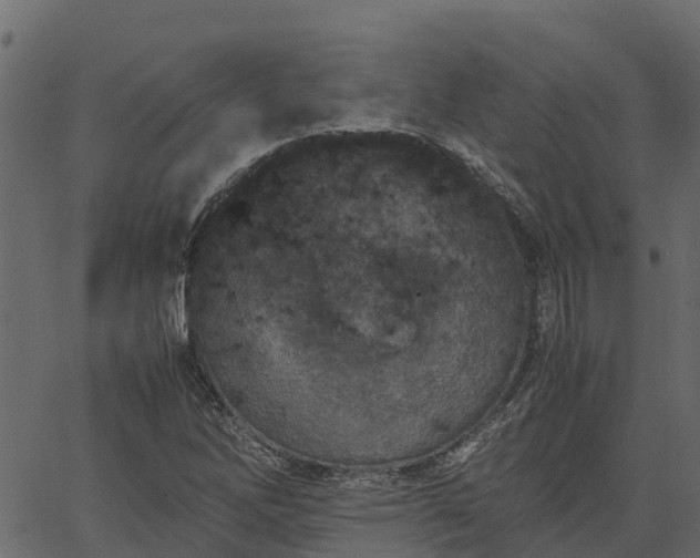 X0000066941262200603311408