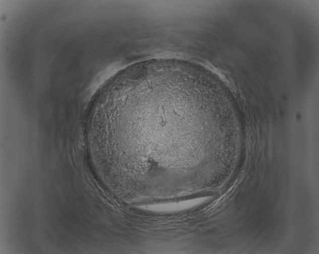 X0000066941263200603311408