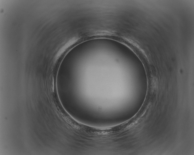 X0000066941317200603311407