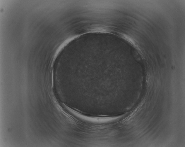 X0000066941323200603311407