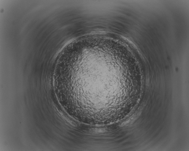 X0000066941409200603311405