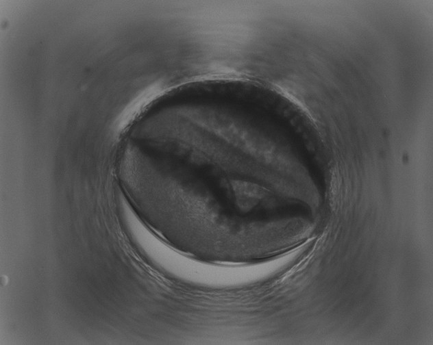 X0000066941455200603311405