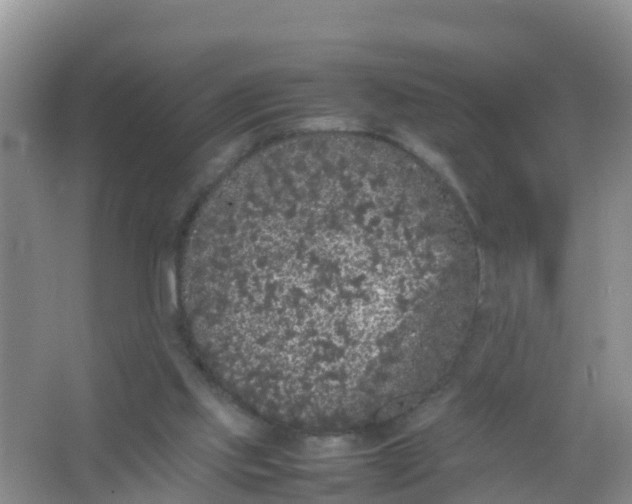 X0000066940061200604071923