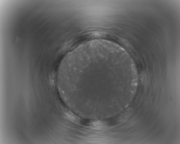 X0000066940423200604071917